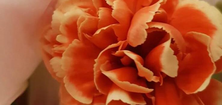 VALENTINSTAG = MORE AMORE = BLUMENGESTALTEN