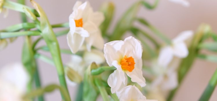 EINLADUNG ZU FRÜHLINGSGESTALTEN